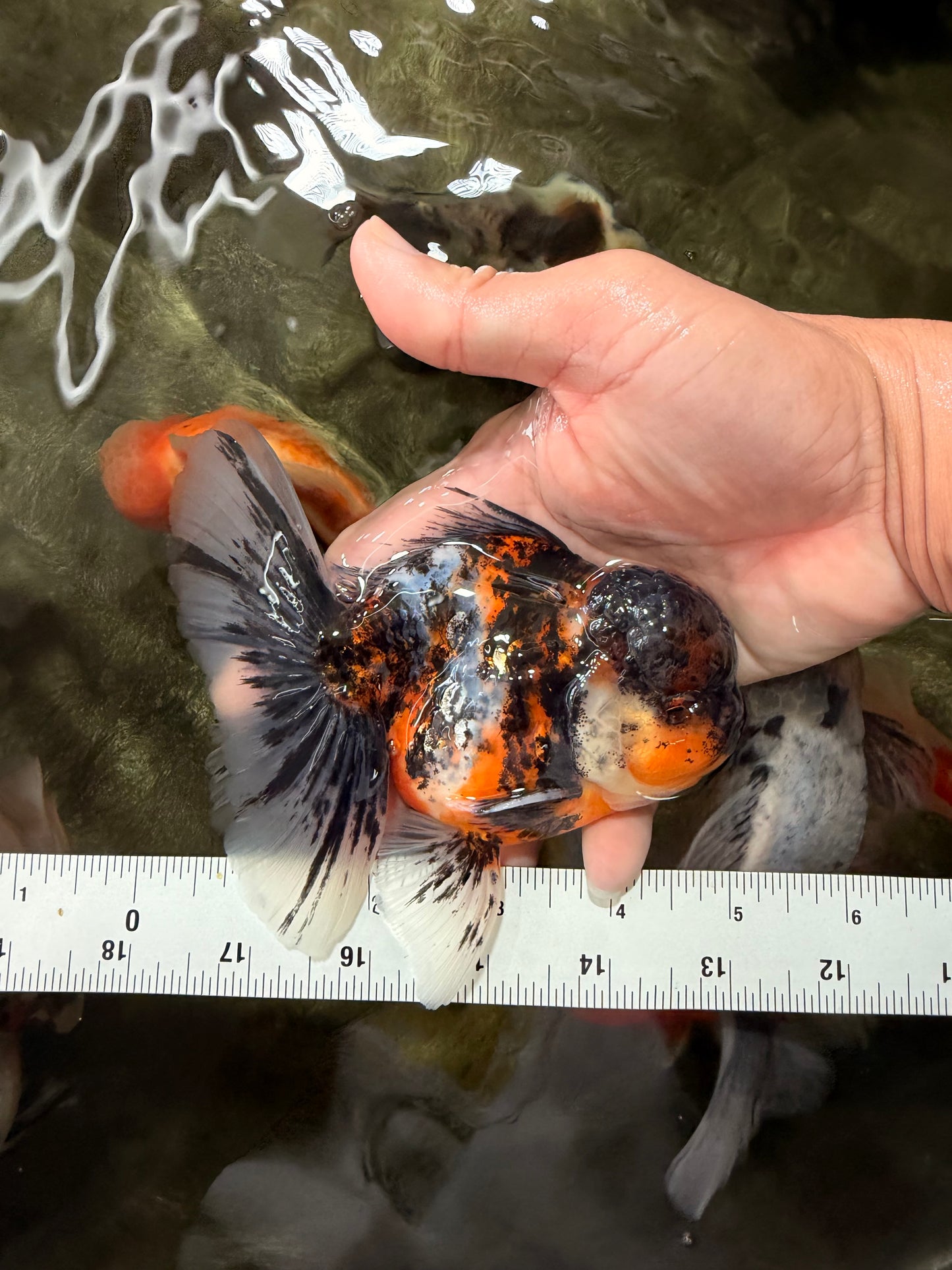 AAA Grade Calico Oranda Male 5 inches #070626OR_06