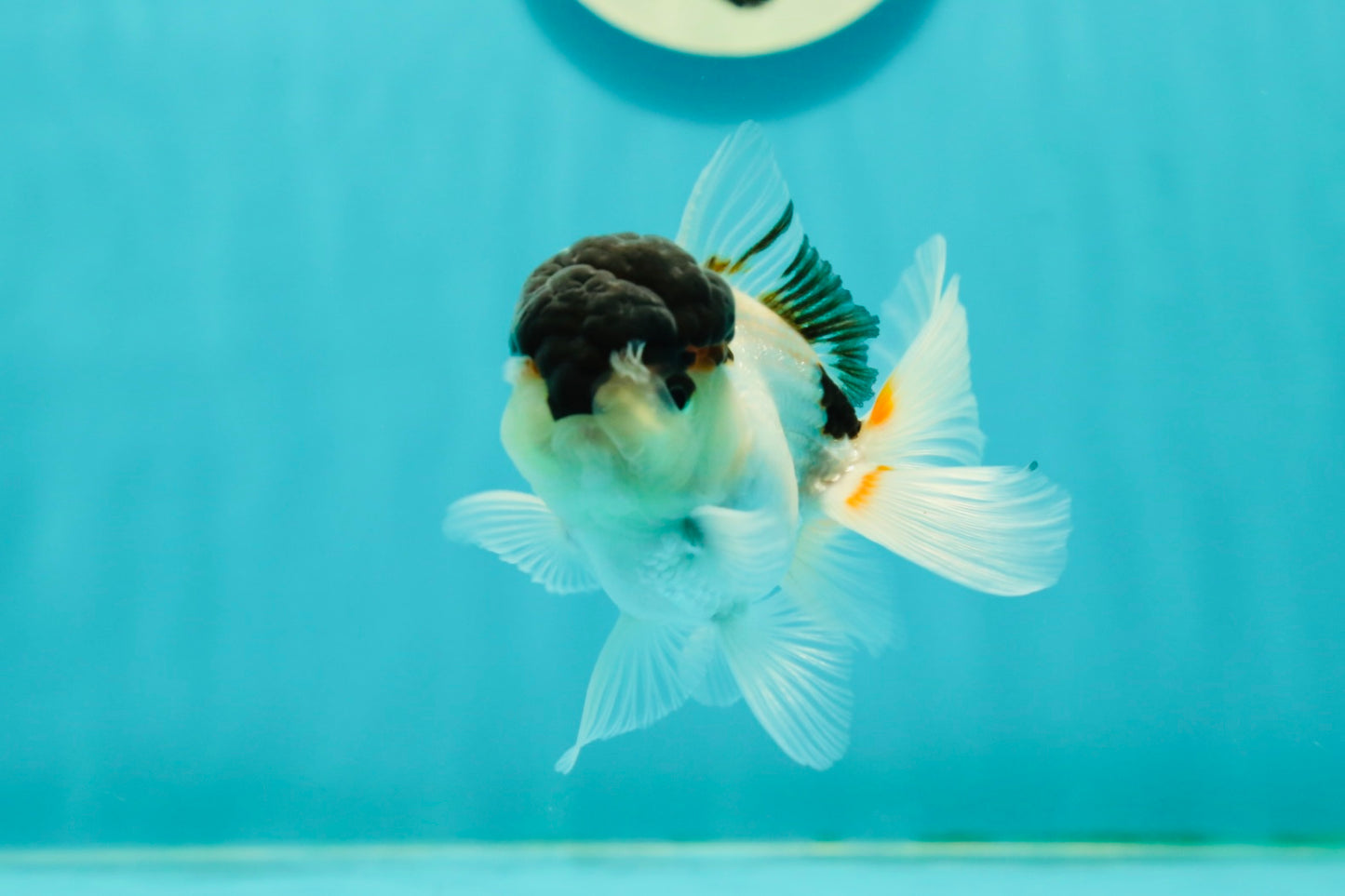 Panda Oranda Male 3.5 inches #1018OR_15