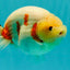 AAA Grade Sakura Ranchu Female 5.5-6 inches #102326RC_02