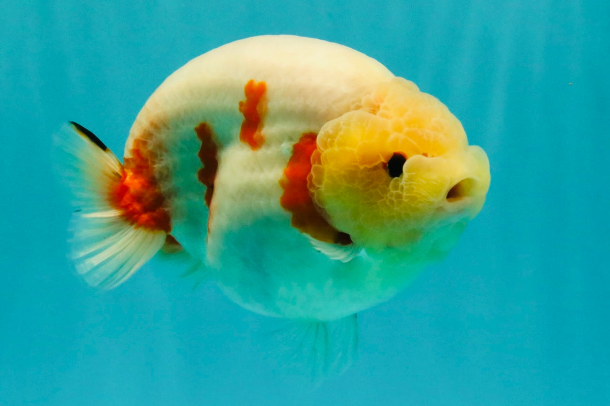 AAA Grade Sakura Ranchu Female 5.5-6 inches #102326RC_02