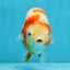AAA Grade Special Red White Kohaku Chinese Ranchu Male 5 inches #101025RC_20