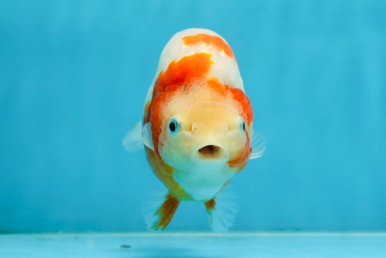 AAA Grade Special Red White Kohaku Chinese Ranchu Male 5 inches #101025RC_20