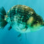 A Grade Tiger Ranchu Male 5 inches #080726RC_30