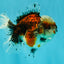 A Grade Calico Oranda Female 5.5 inches #050126OR_05