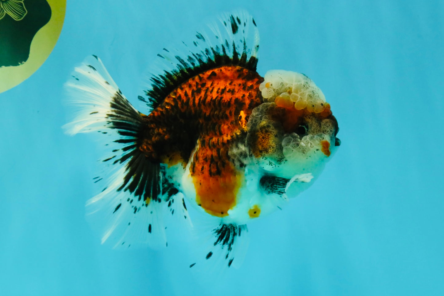 A Grade Calico Oranda Female 5.5 inches #050126OR_05