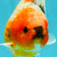 Calico Yuanbao Male 4.5-5 inches #073126YB_15