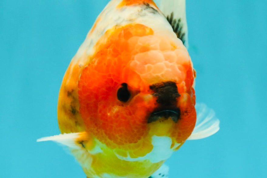 Calico Yuanbao Male 4.5-5 inches #073126YB_15