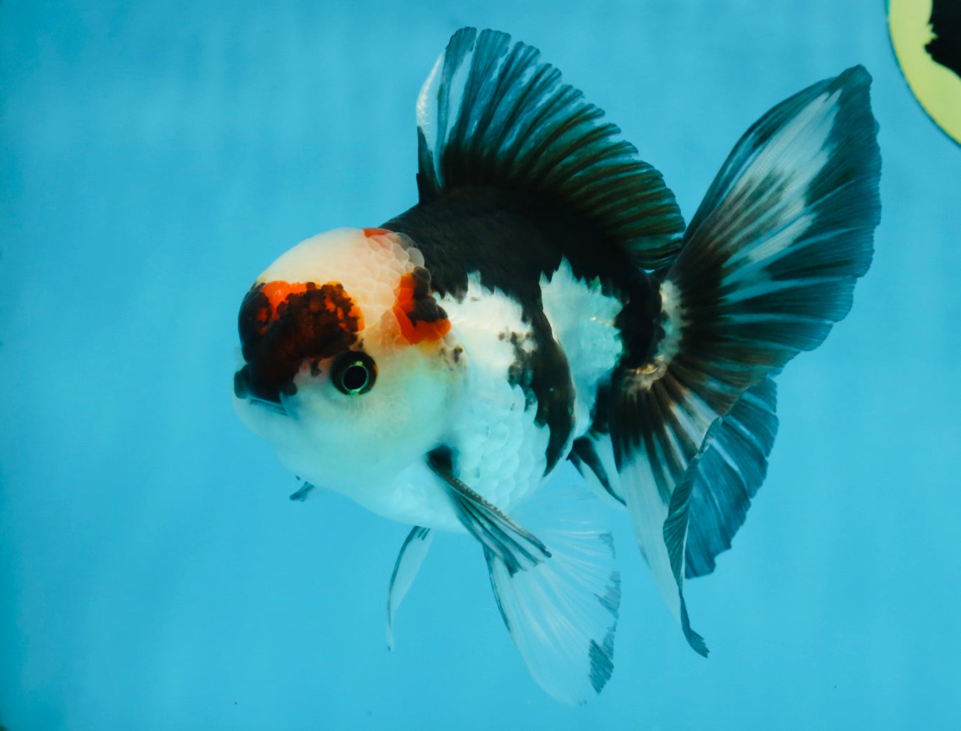 Tricolor Oranda Male 5-5.5 inches #100325OR_23