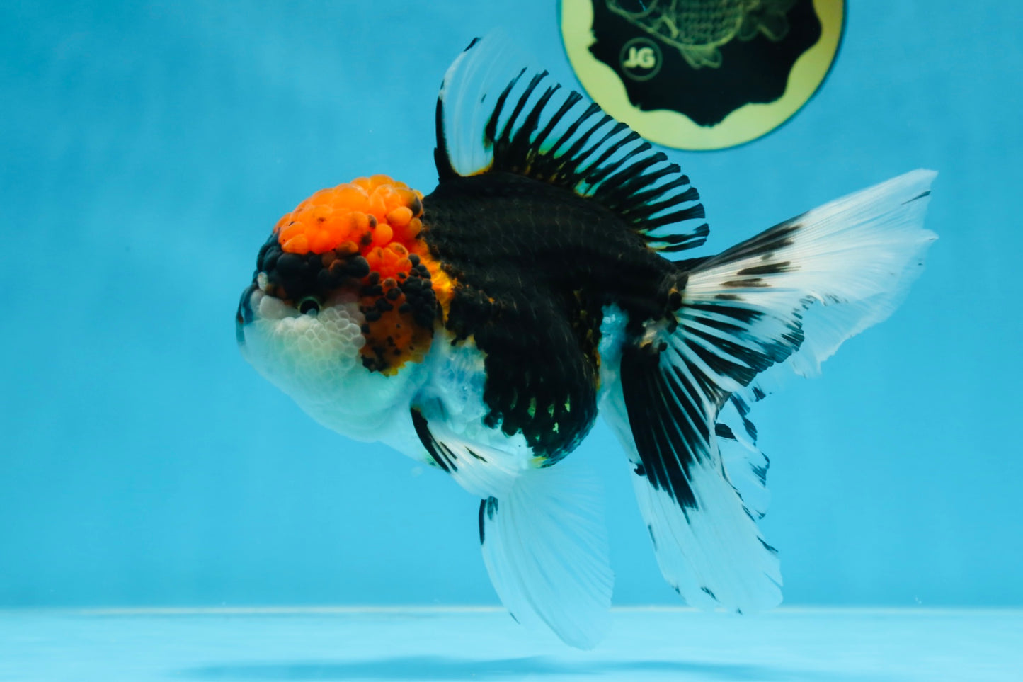 A Grade SUPER WEN Tricolor Oranda Female 6-6.5 inches #072525OR_22