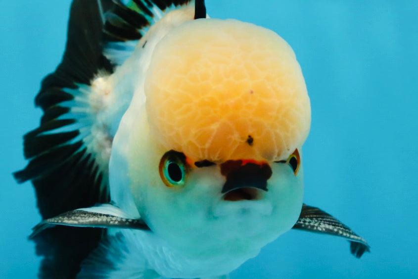 Tricolor Oranda Male 5 inches #051625OR_22