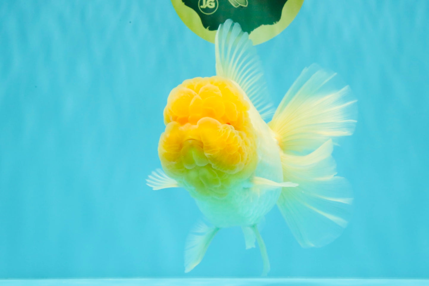 AAA Grade White Oranda Female 7-7.5 inches #032026OR_03