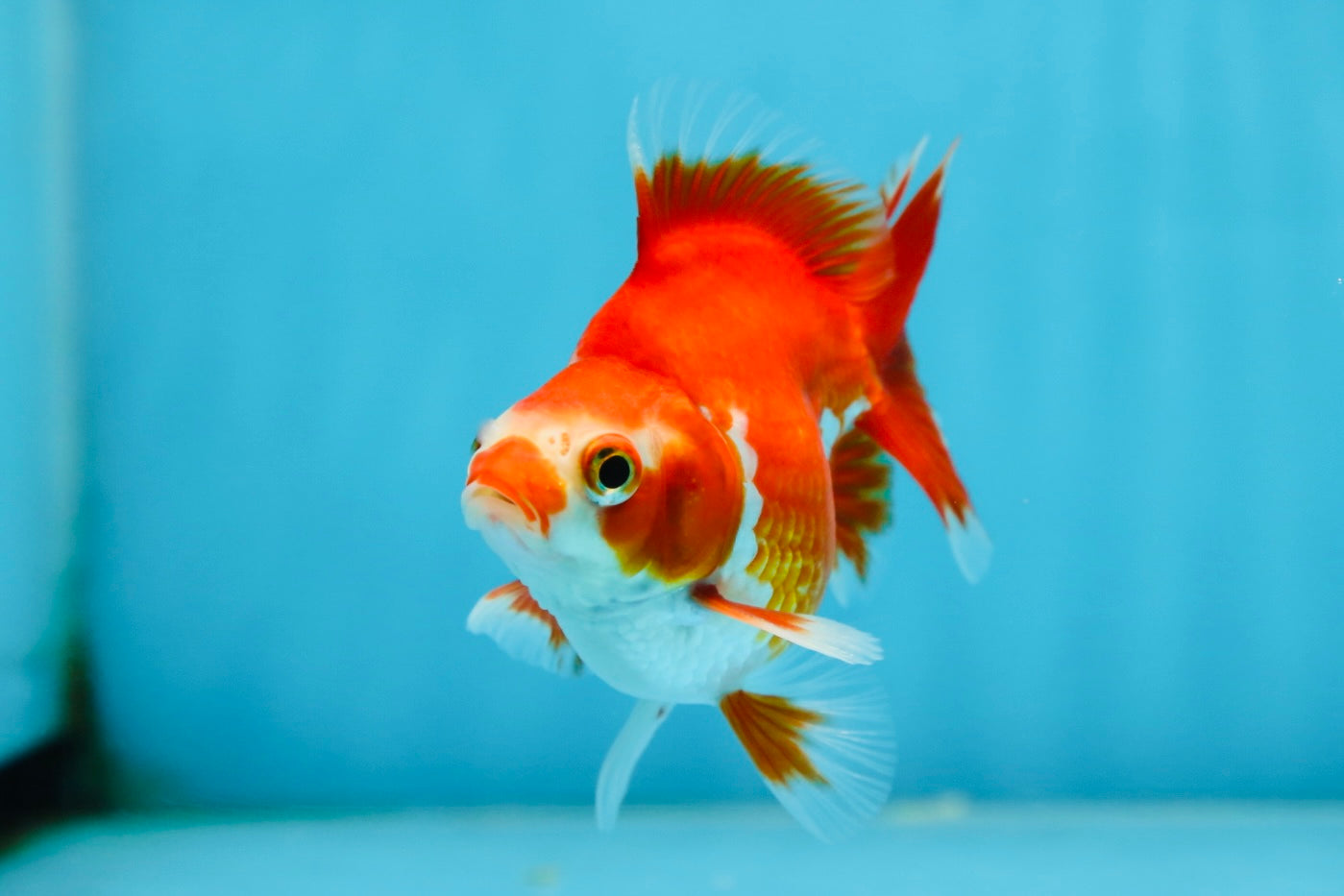 POCKET AAA Grade Small Red White Ryukin Female 3.5-4 inches #082225RK_26