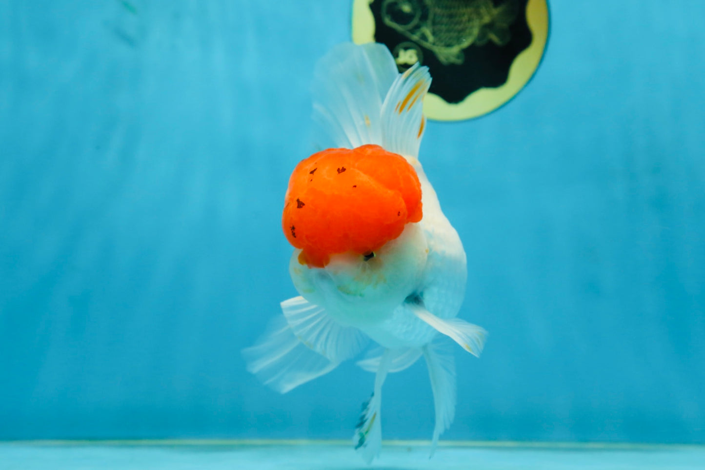 A Grade Red Cap Oranda Male 5.5 inches #062725OR_21