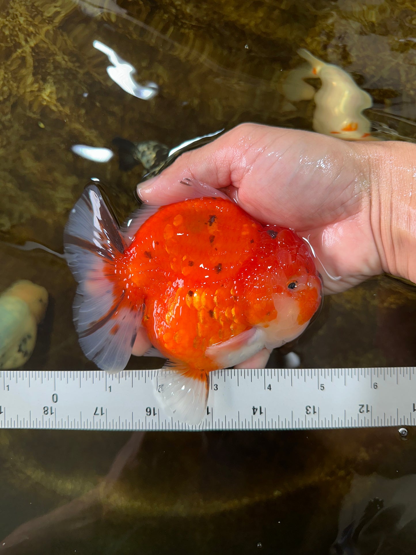 AAA Grade Godzilla Sakura Yuanbao Male 5 inches #080125YB_13