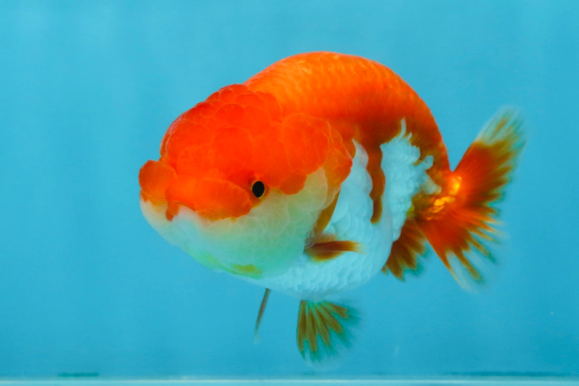 CHUBBY AAA Grade Red White LionQueen 4-4.5 inches #102425LC_13