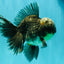 AAA Grade Kirin Jade Head Oranda Male 6 inches #070626OR_20