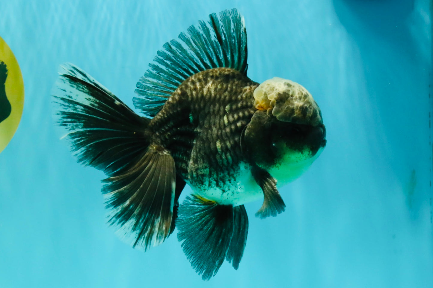 AAA Grade Kirin Jade Head Oranda Male 6 inches #070626OR_20