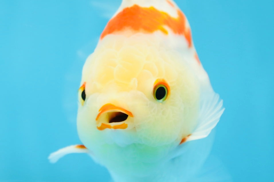 A Grade SUPER CUTE Red White Yuanbao Male 5 inches #090525YB_06