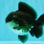 AAA Grade Panda Yuanbao Male 4.5-5 inches #082126YB_23