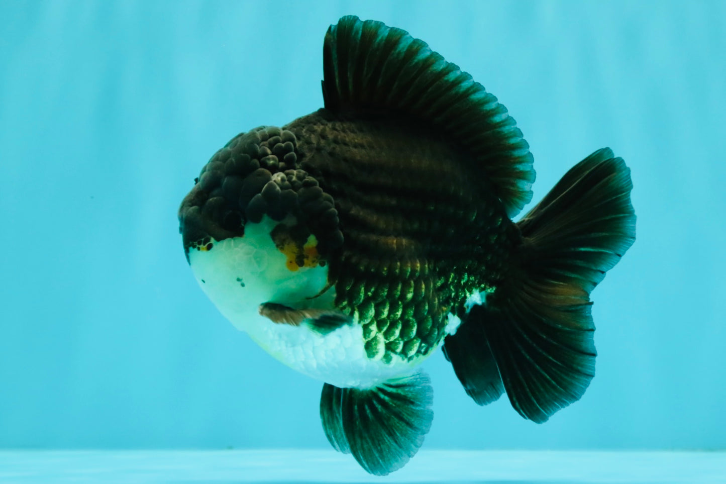 AAA Grade Panda Yuanbao Male 4.5-5 inches #082126YB_23