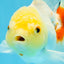 Red White Oranda Female 5.5 inches #111425OR_18