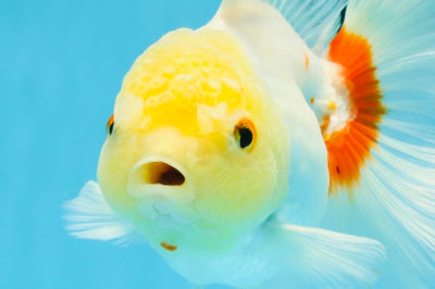 Red White Oranda Female 5.5 inches #111425OR_18