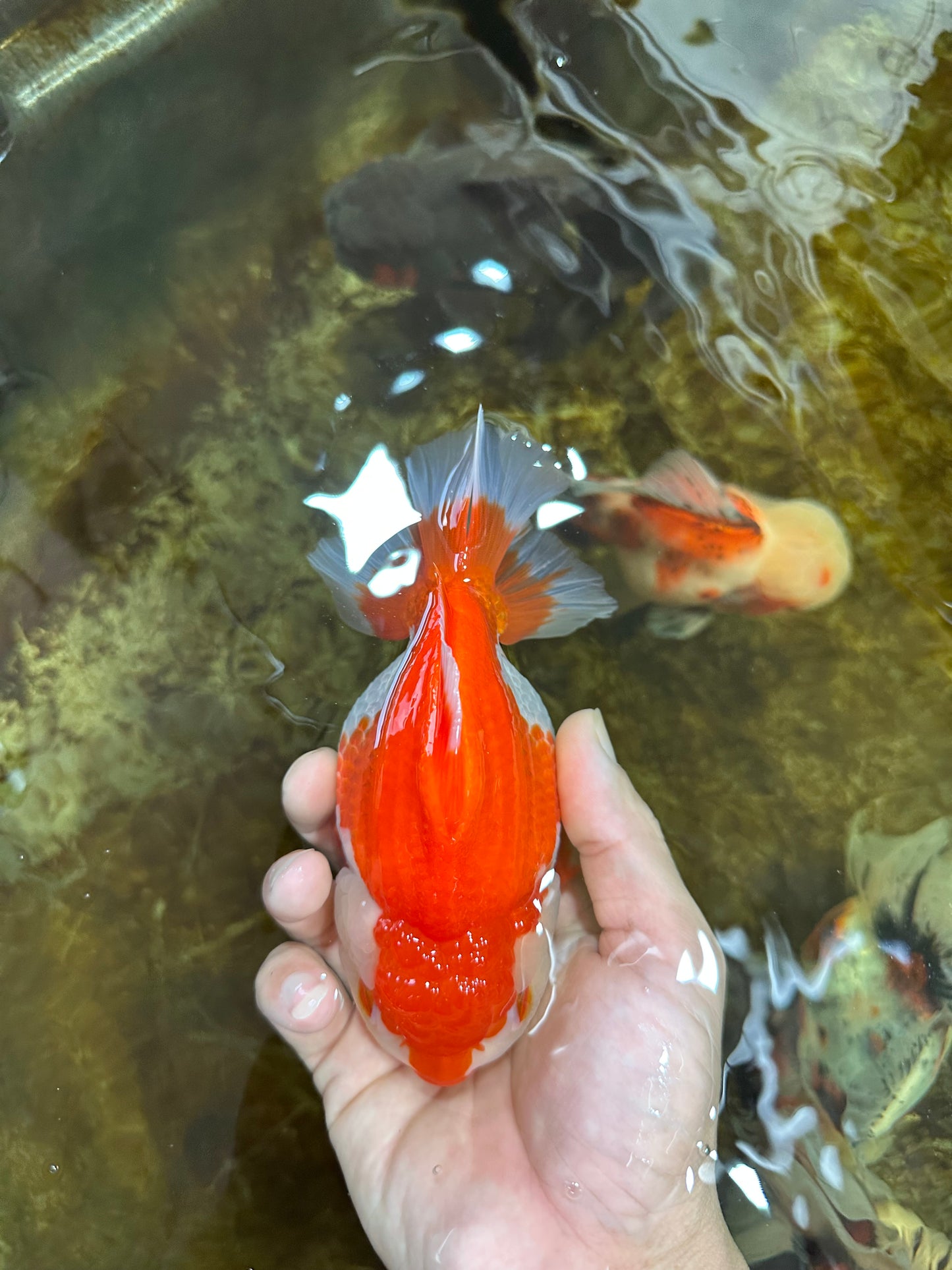 A Grade Red White Yuanbao 5.5 inches #080825YB_27