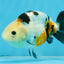 A Grade Calico Chinese Ranchu Female 4.5-5 inches #112125RC_16