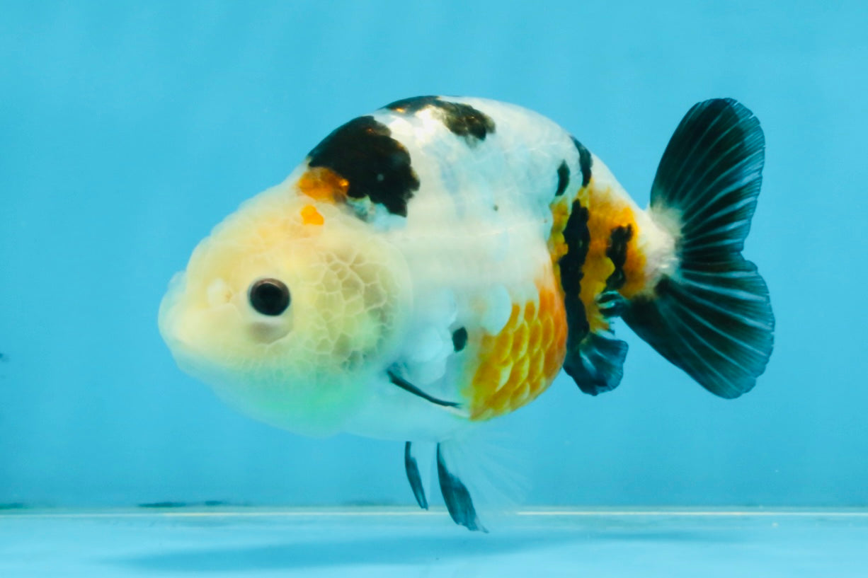 A Grade Calico Chinese Ranchu Female 4.5-5 inches #112125RC_16