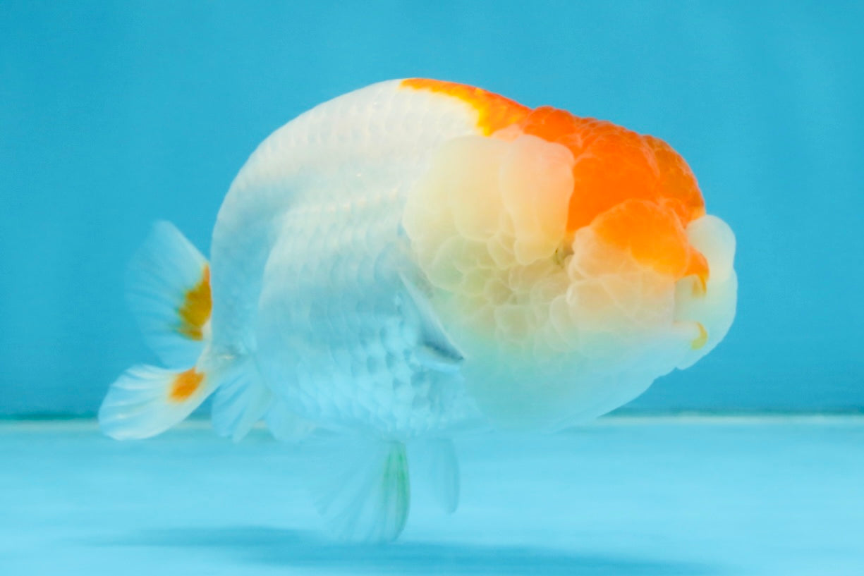 Red White LionChu 4 inches #112825LC_10