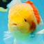 AAA Grade Godzilla Sakura Oranda Male 6 inches #053025OR_25