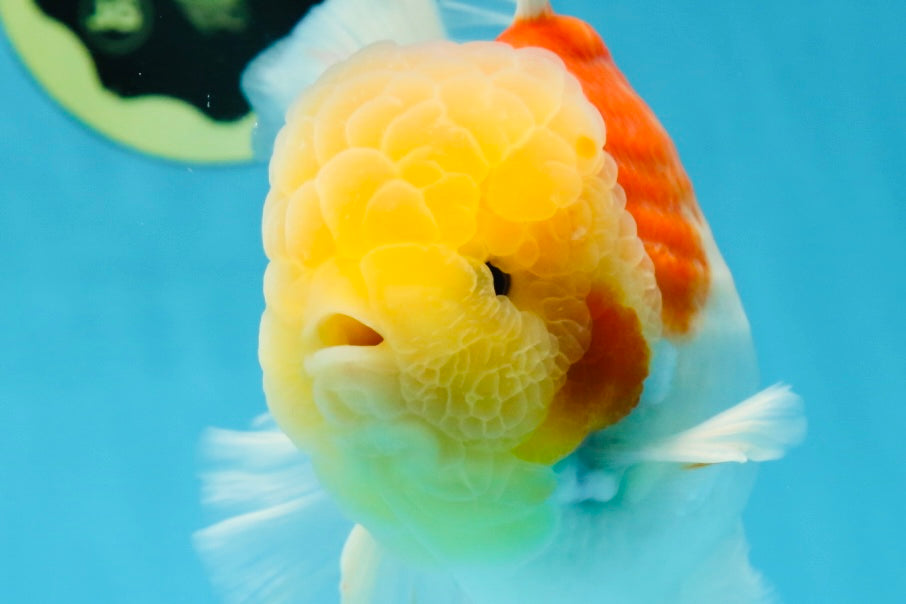 AAA Grade Godzilla Sakura Oranda Male 6 inches #053025OR_25