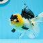 Panda oranda hembra de 5 pulgadas con pompones y ojos de botón de grado AAA n.° 0906OR_25