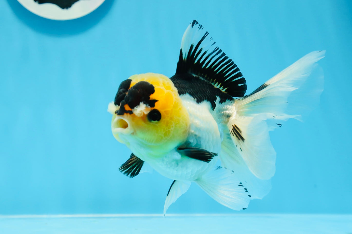 Panda Oranda femelle avec des yeux boutonnés de qualité AAA, 5 pouces #0906OR_25