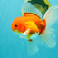 A Grade Red White Oranda Male 5.5 inches #102326OR_21