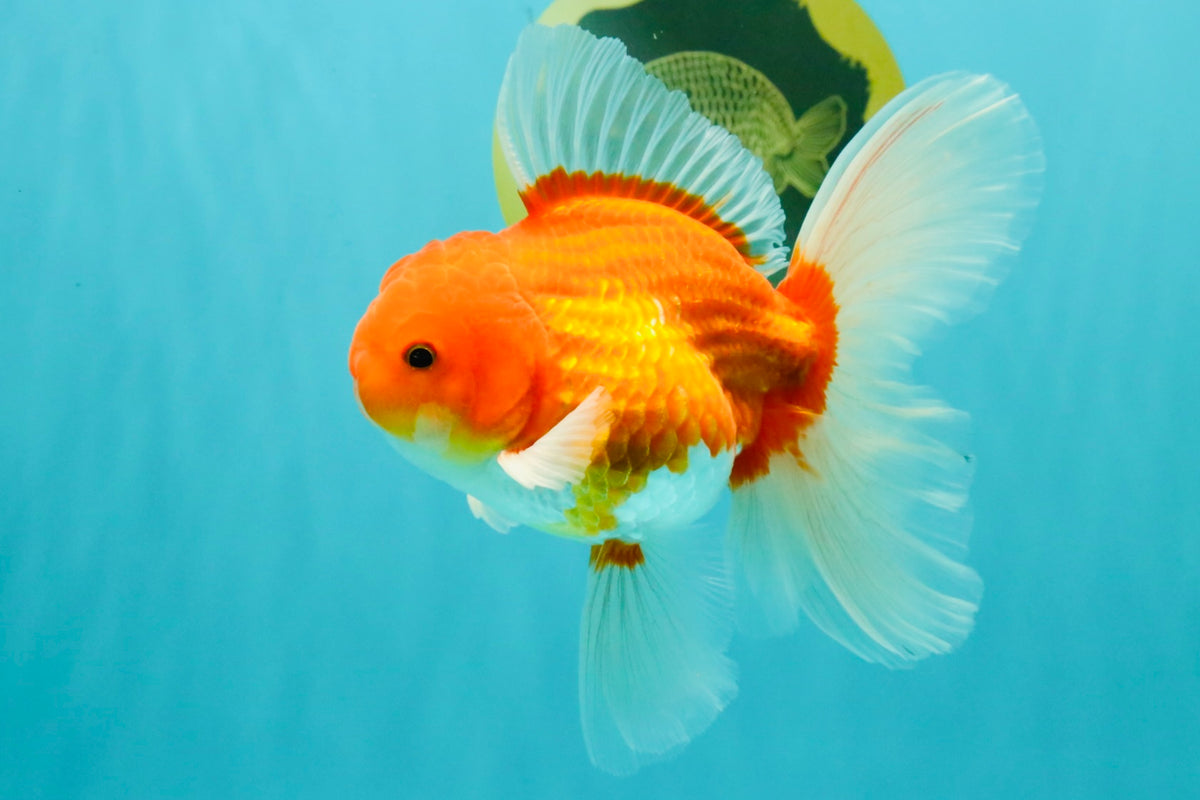 A Grade Red White Oranda Male 5.5 inches #102326OR_21
