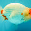 CHUBBY AAA Grade Super Hybrid Buffalo Red White  Ranchu Male 5.5 inches #100226RC_22