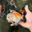 A Grade Tricolor Yuanbao Male 4.5-5 inches #082126YB_24