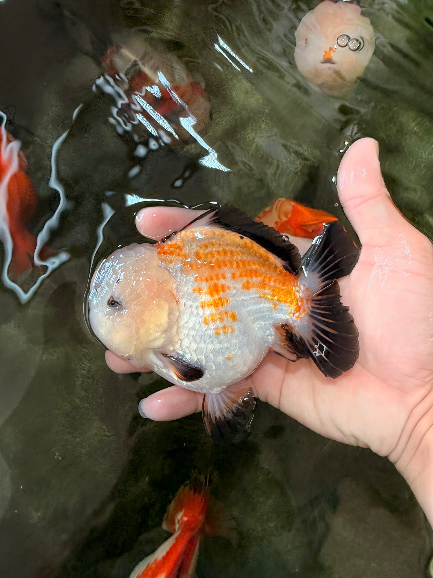 A Grade Tricolor Yuanbao Male 4.5-5 inches #082126YB_24