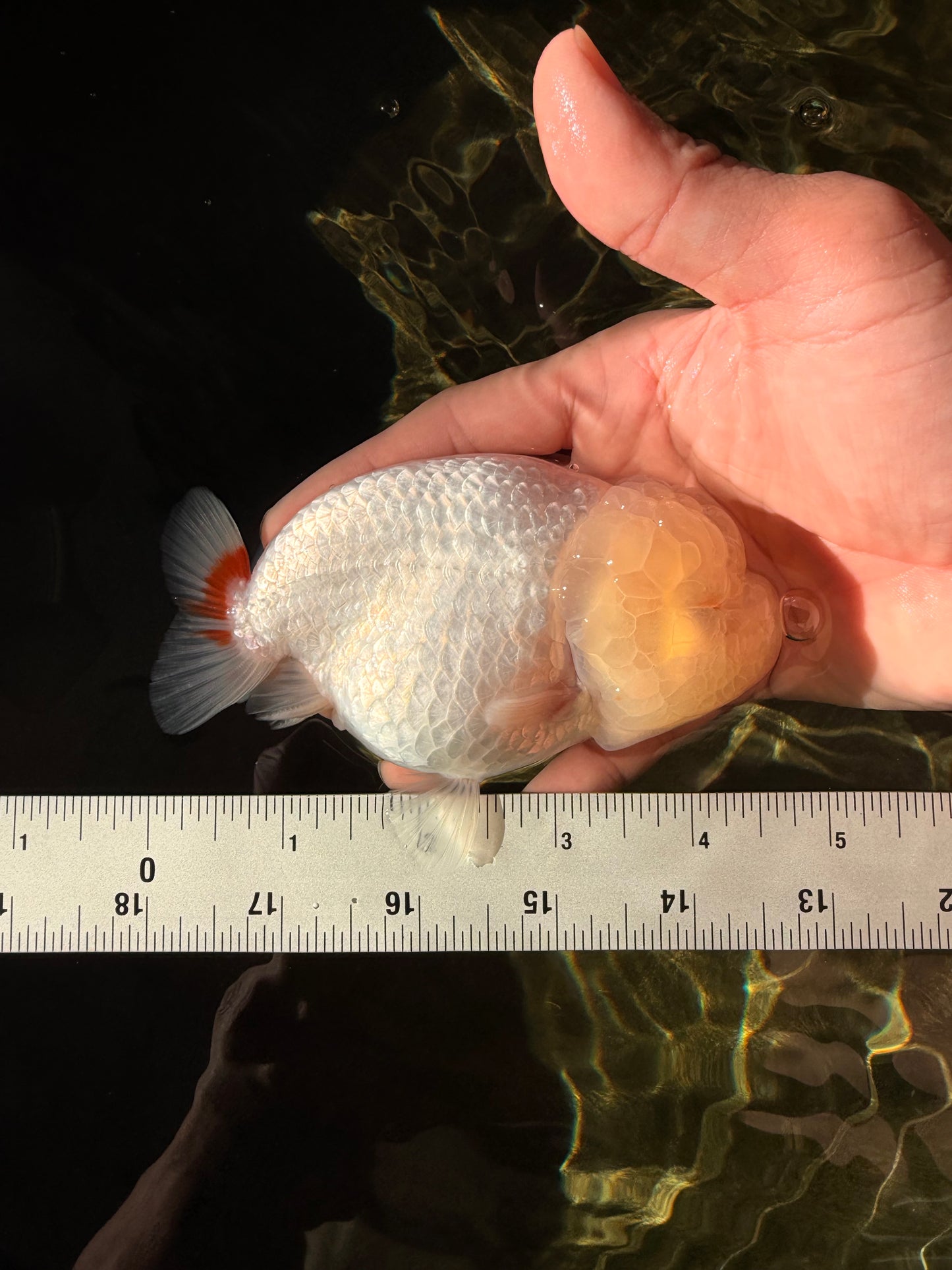 A Grade Dragon Head White LionQueen 4.5 inches #022726LC_24