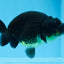 AAA Grade Black Gold Special Buffalo Ranchu 3.5-4 inches #0706RC_30