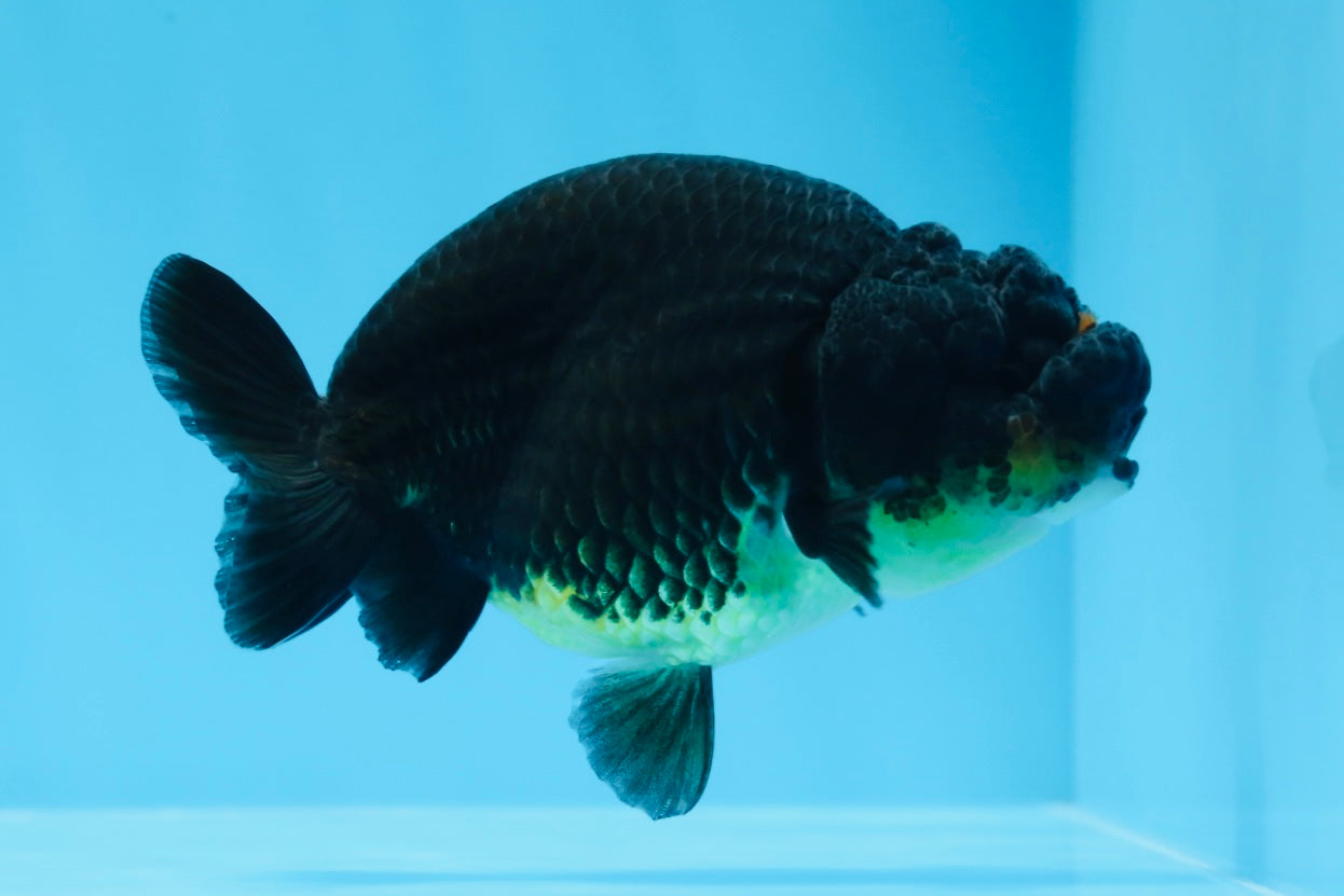 AAA Grade Black Gold Special Buffalo Ranchu 3.5-4 inches #0706RC_30