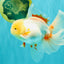 A Grade Lipstick Red White Oranda Male 5.5-6 inches #100926OR_14