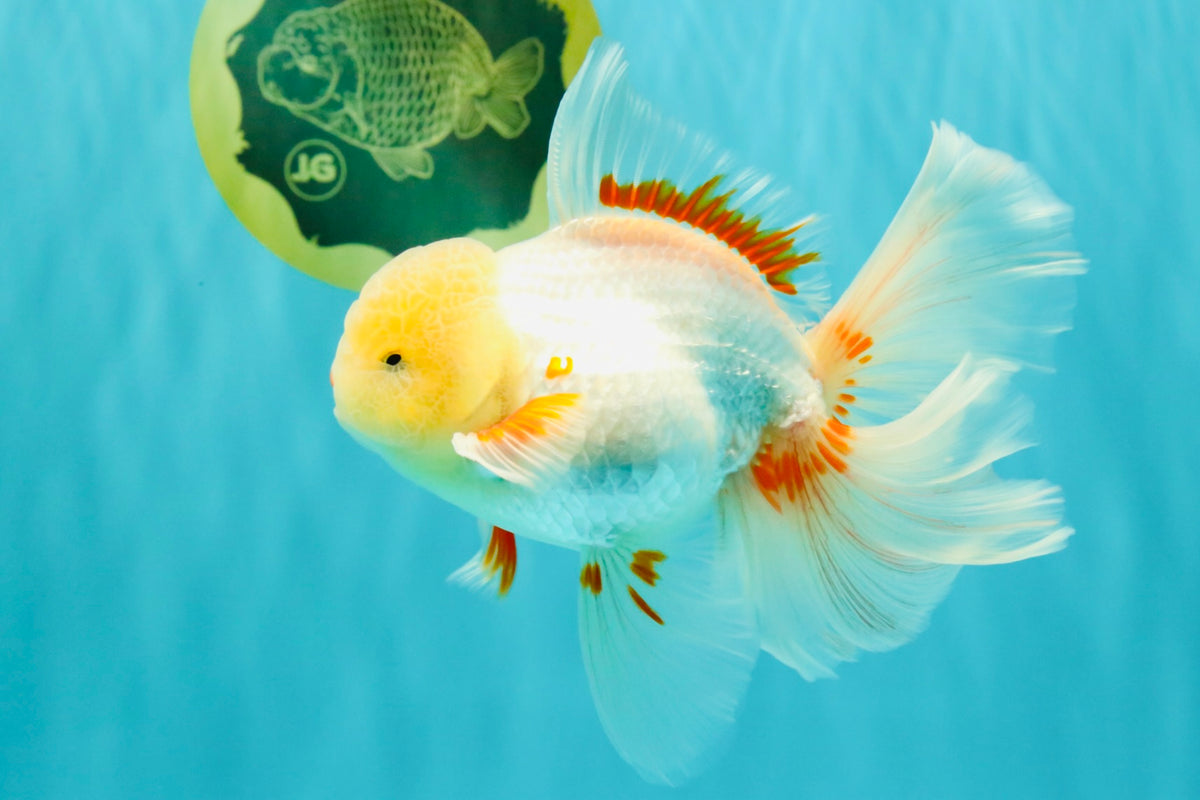 A Grade Lipstick Red White Oranda Male 5.5-6 inches #100926OR_14