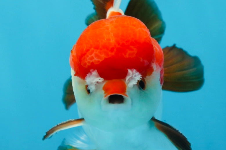 A Grade Pompom Tricolor Yuanbao Male 4 inches #071125YB_17