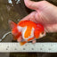 Red White Yuanbao Female 4-4.5 inches #062725YB_12
