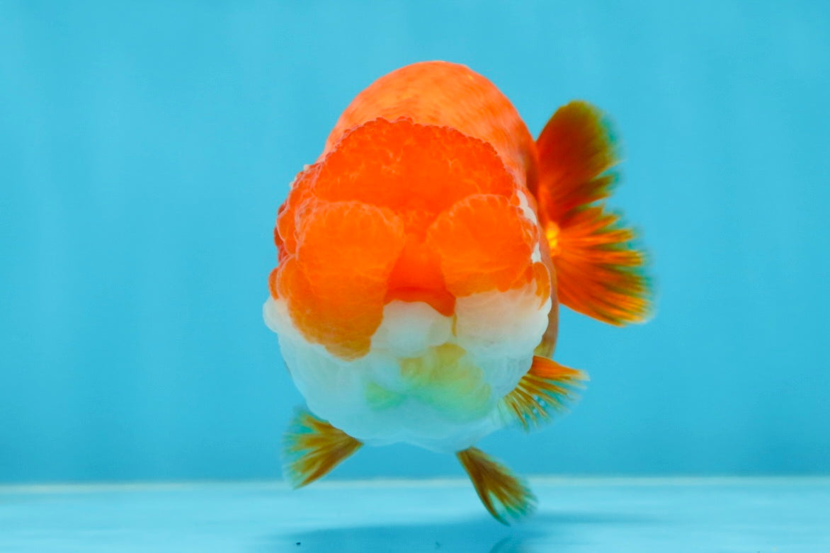 SUPER NUGGET A Grade Chubby Belly Red White LionQueen 4-4.5 inches #062025LC_11