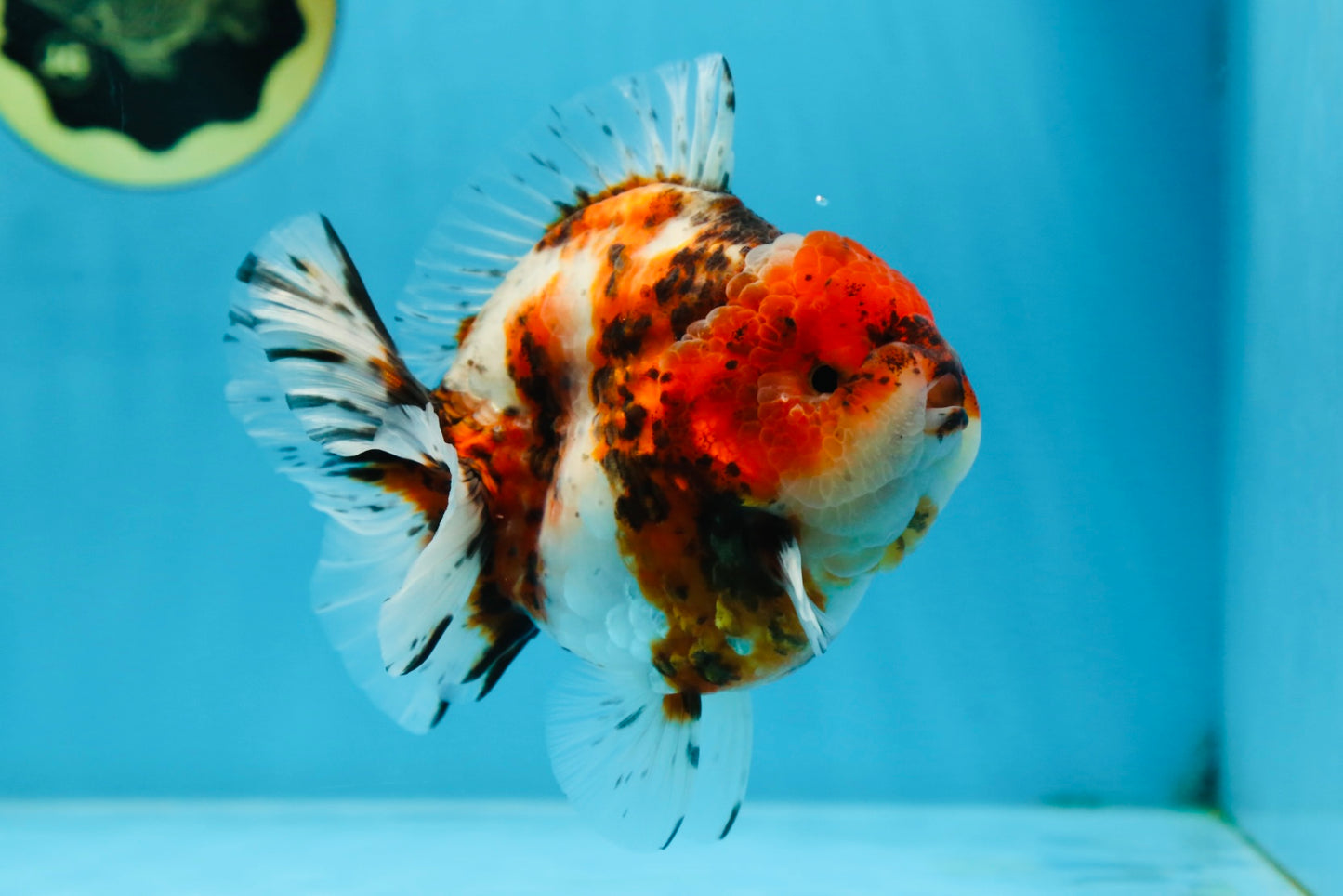 AAA Grade Godzilla Calico Yuanbao Male 4.5-5 inches #080125YB_14