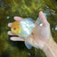 A Grade Lemonhead Oranda Male 5-5.5 inches #091925OR_03