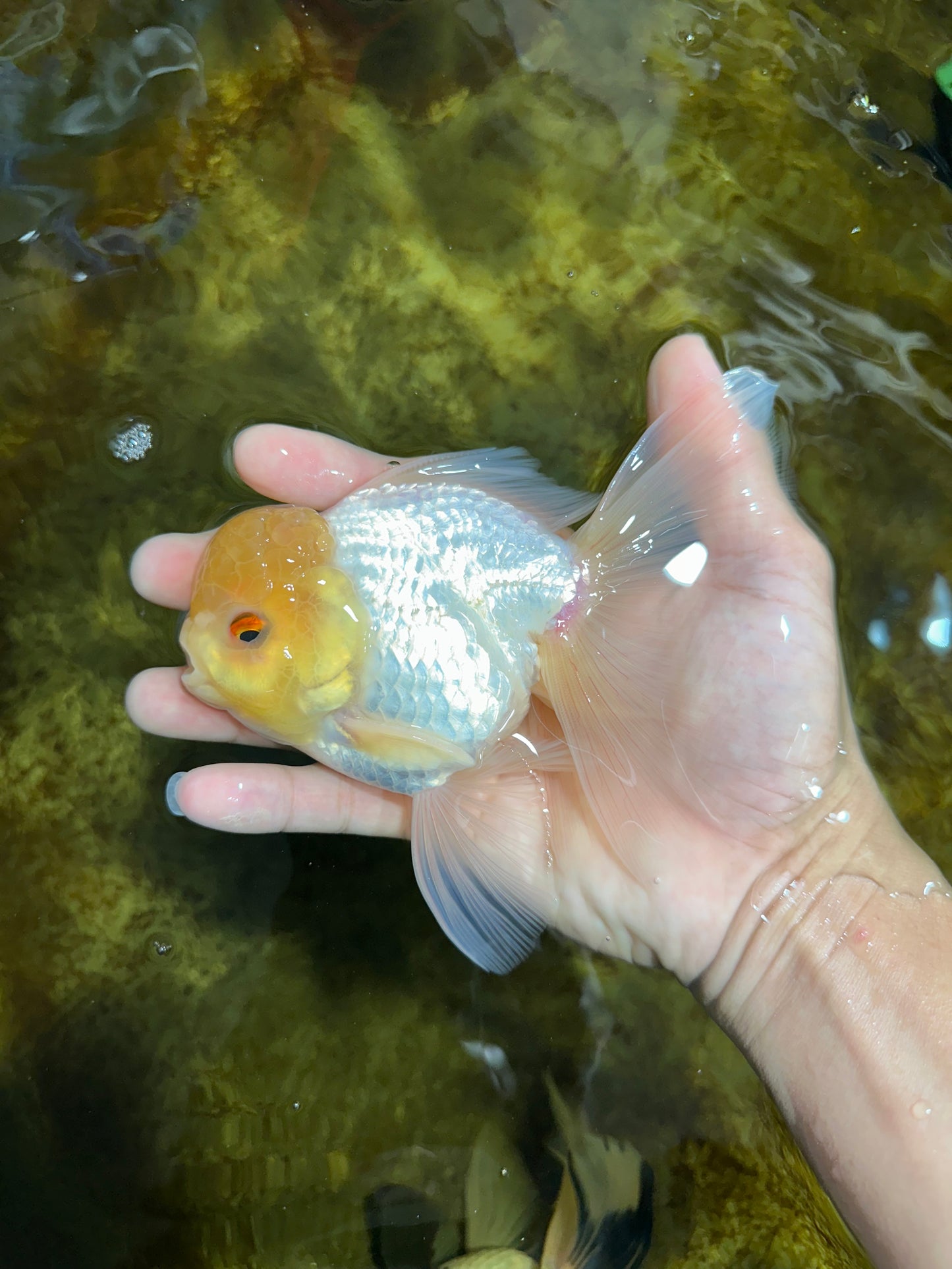 A Grade Lemonhead Oranda Male 5-5.5 inches #091925OR_03